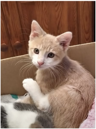 Adopter Aten