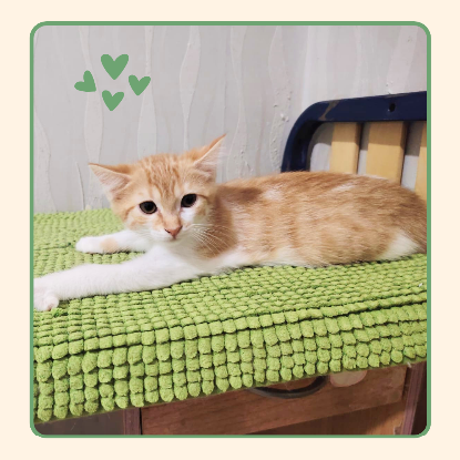 Adopter Ambre