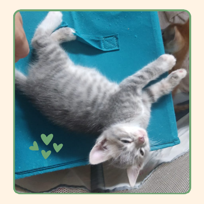 Adopter Odin