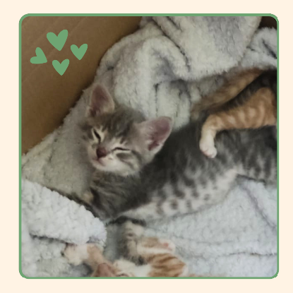 Adopter Odin