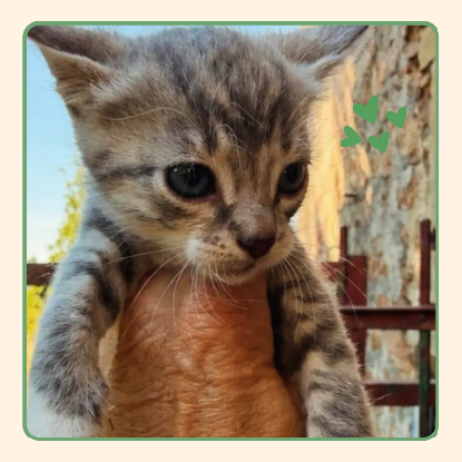 Adoption Odin