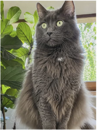 Adopter Gribouille