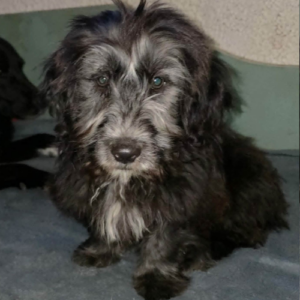 Adopter Sisco