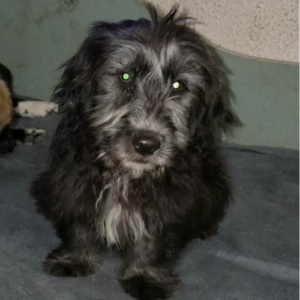 Adopter Sisco