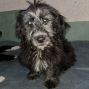 Adopter Sisco