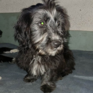Adoption Sisco