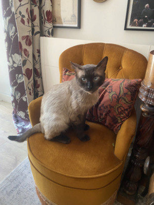 Adopter Prince osiris