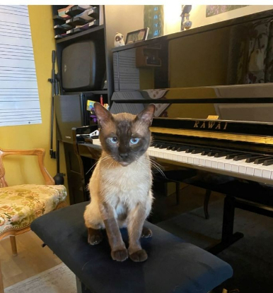 Adopter Prince osiris