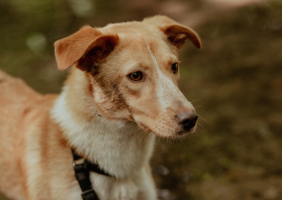 Adopter  chien : Lyris