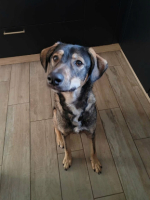 Adopter  chien : Skye