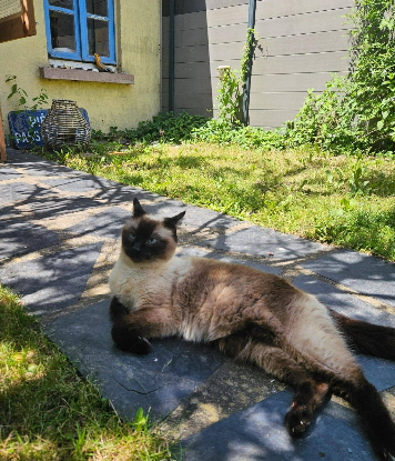 Adopter Thelma