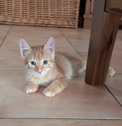 Adopter Lancelot