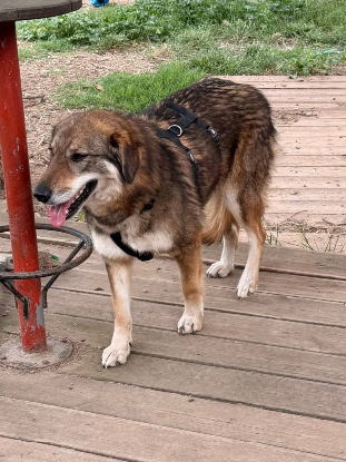 Adopter Tara