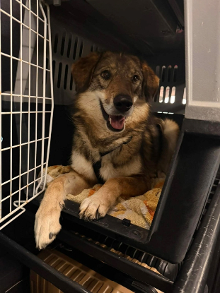 Adopter Tara