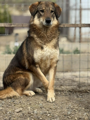 Adoption Tara