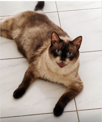 Adopter Elton