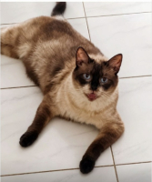 Adopter  chat : Elton