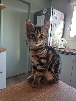 Adopter Buenita