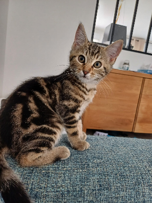 Adopter Buenita
