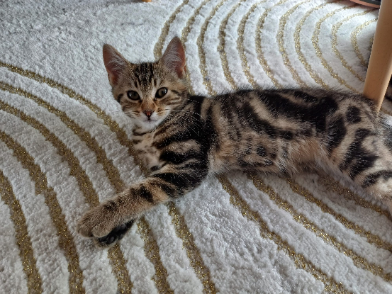 Adopter Buenita