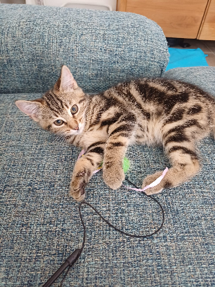 Adoption Buenita