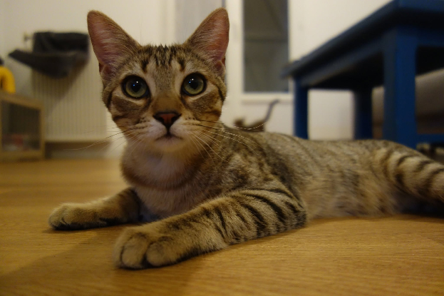Adoption Chococat