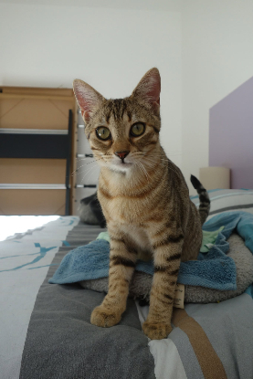 Adoption Chococat