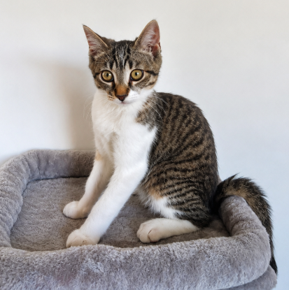 Adopter Diego