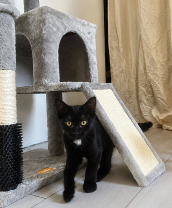 Adopter Salem