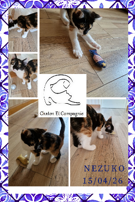 Adopter Nezuko