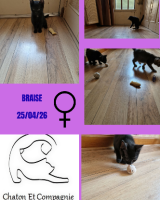 Adopter  chat : Braise