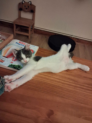 Adopter Homer