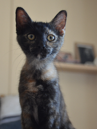 Adopter Eclypse