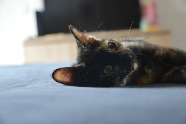 Adopter Eclypse