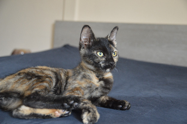 Adoption Eclypse