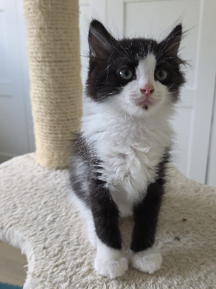 Adopter Pompon