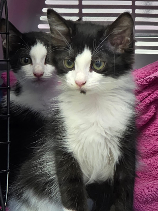 Adopter Pompon