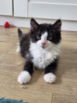 Adoption Pompon