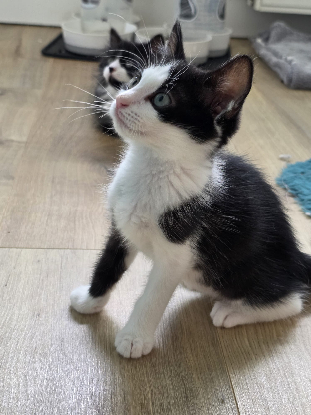 Adopter Pinto