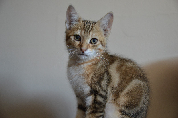 Adopter Savane