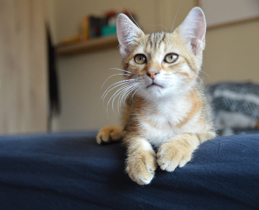 Adopter Savane