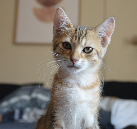 Adopter Savane