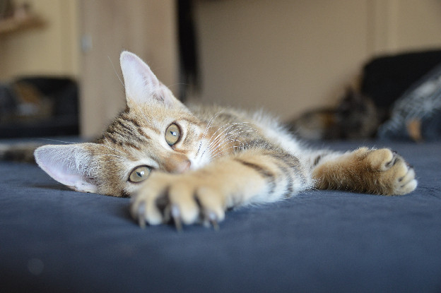 Adoption Savane