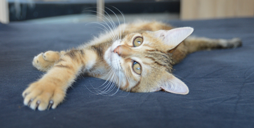 Adoption Savane