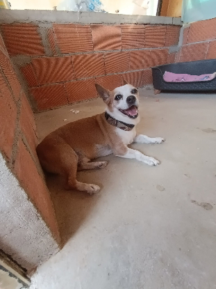 Adopter Atun