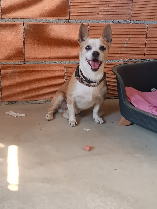Adopter Atun