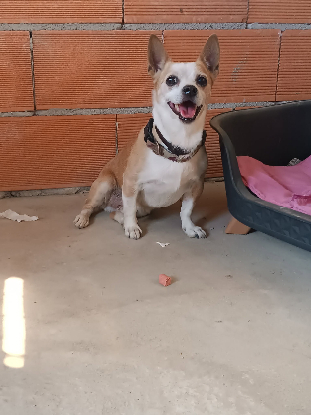 Adoption Atun