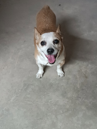 Adoption Atun