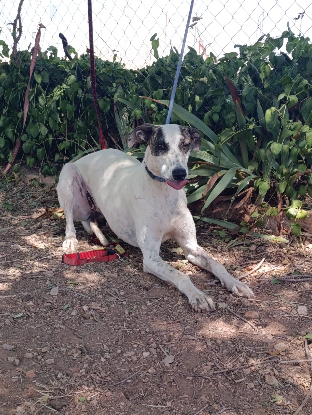 Adopter Chelo