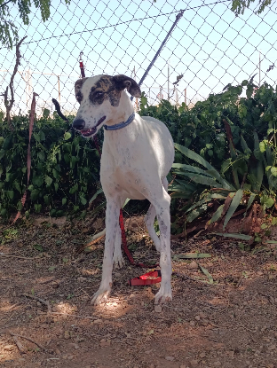 Adopter Chelo